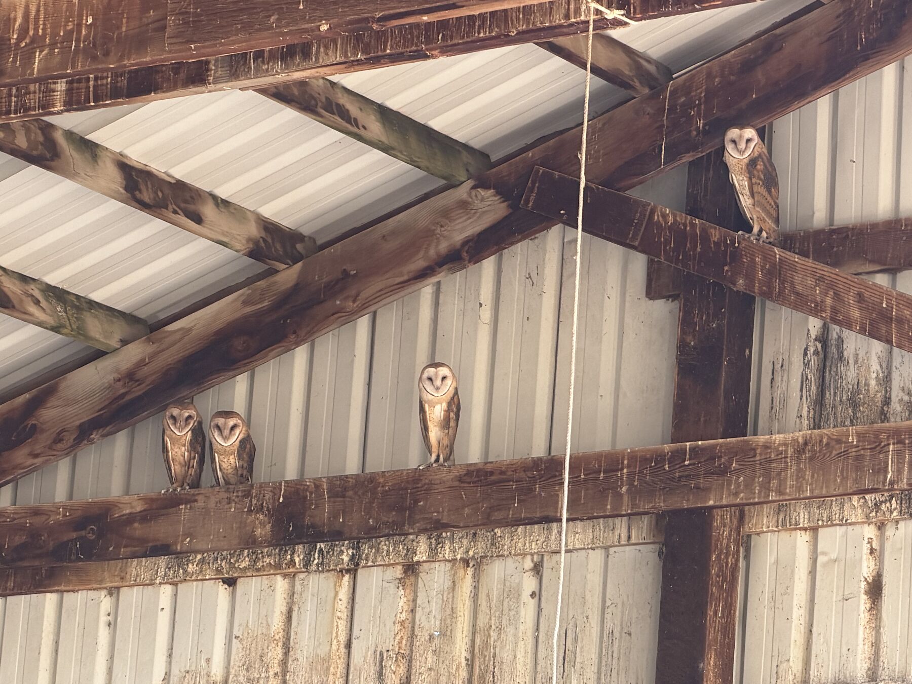 Four barn owls perched in the rafters on the Roots and Relics farm