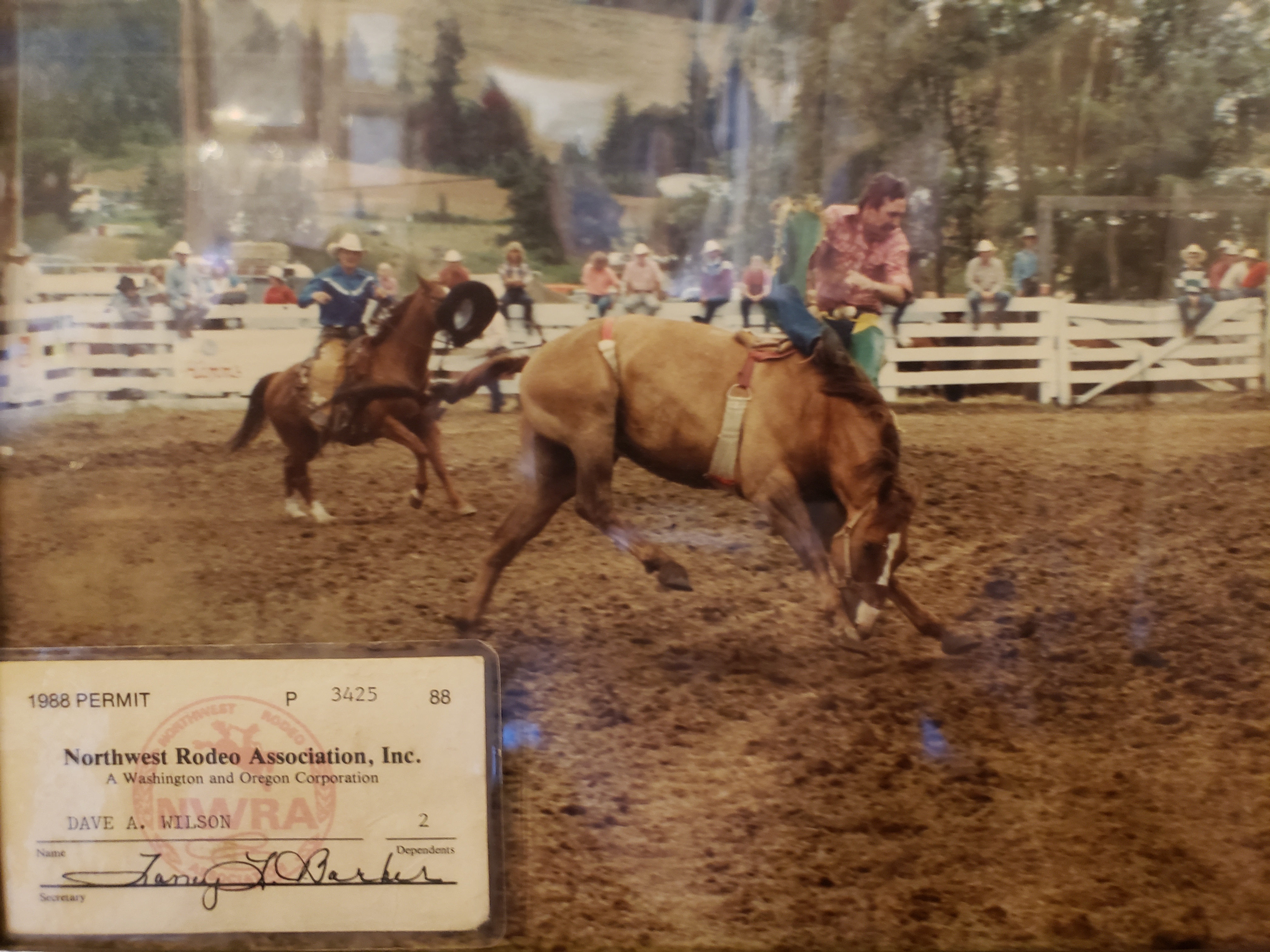 Dave Wilson riding a bucking horse with his 1988 Northwest Rodeo Association permit displayed in the foreground